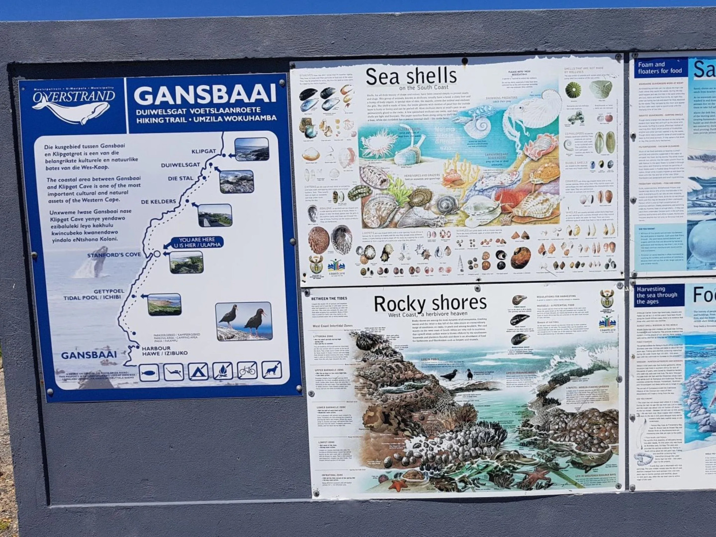 Royal Whale Watching