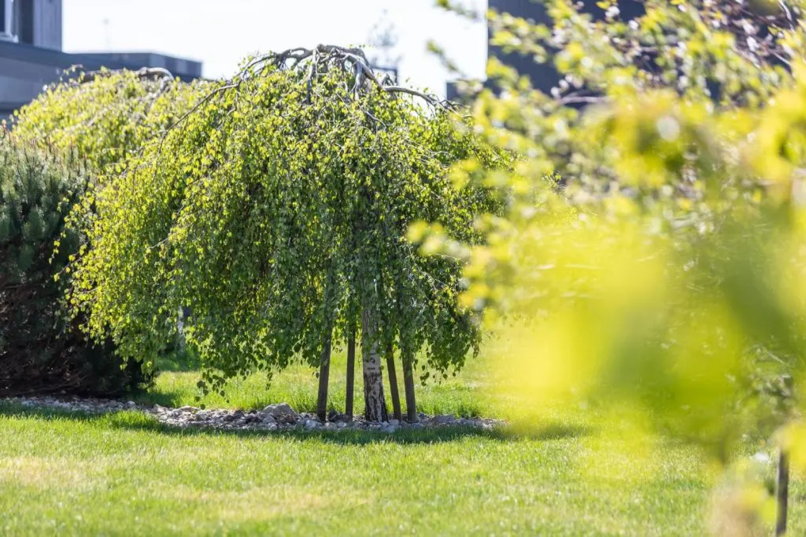 SEA GARDEN house, Kunigiškiai