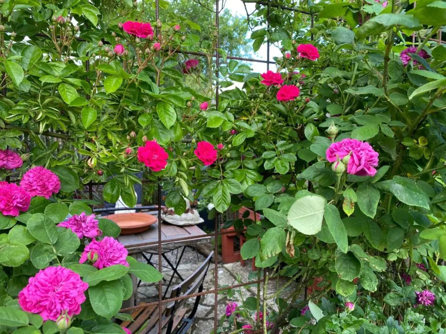 B&B Bland ormbunkar och rosor