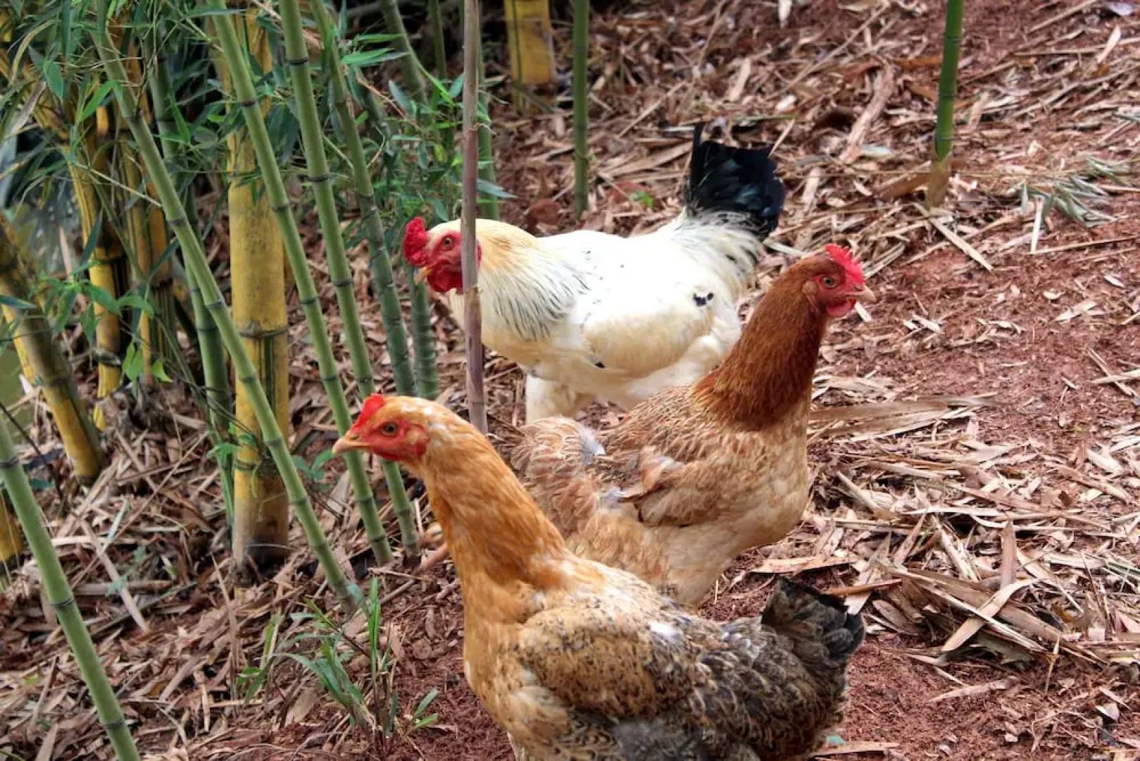 Pousada Nova Gironda