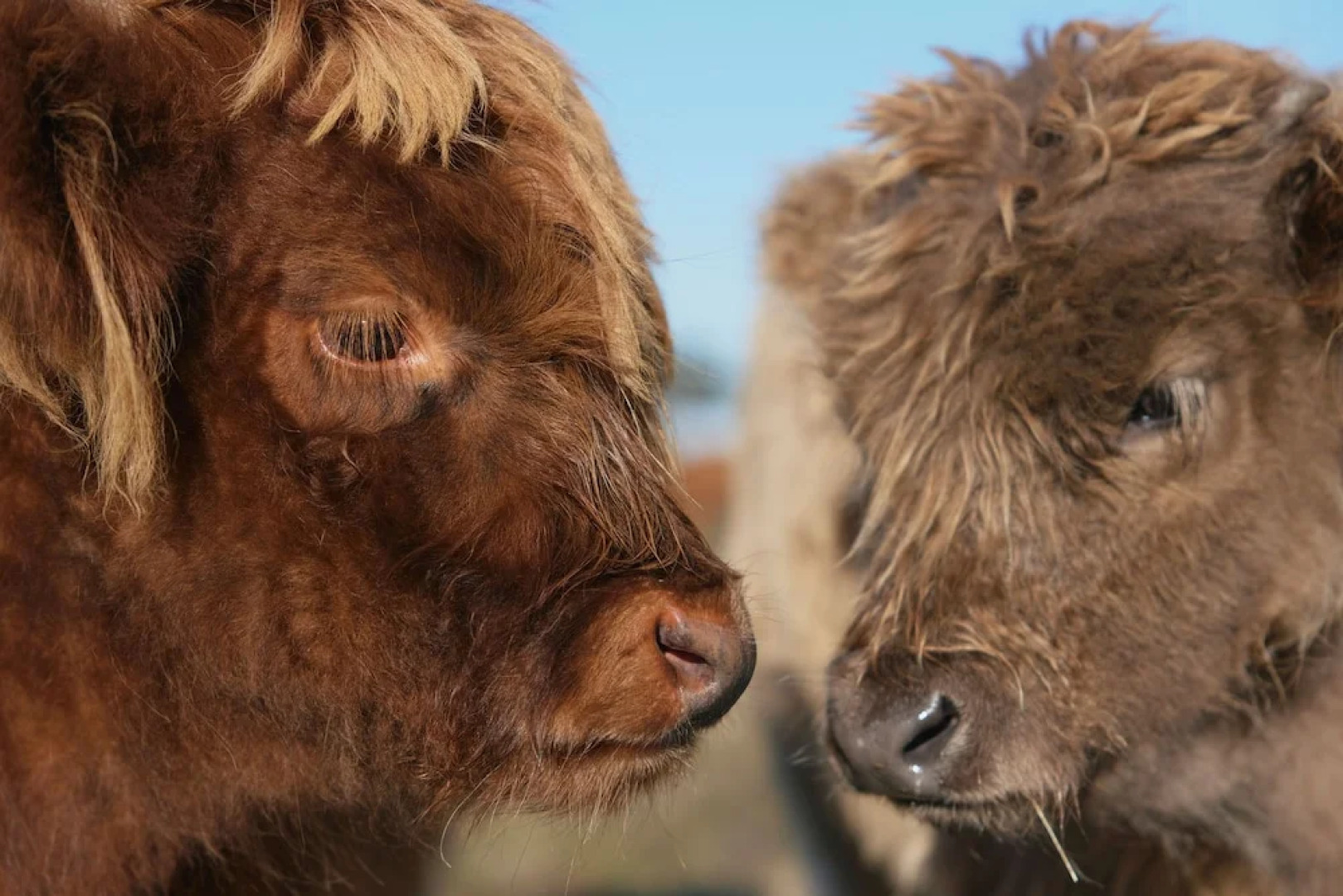 Willow Wood Glamping Retreat