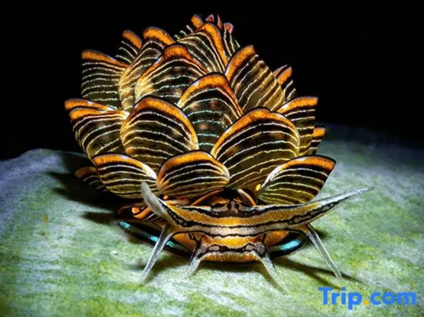 The Three P Beach Resort & Dive Center