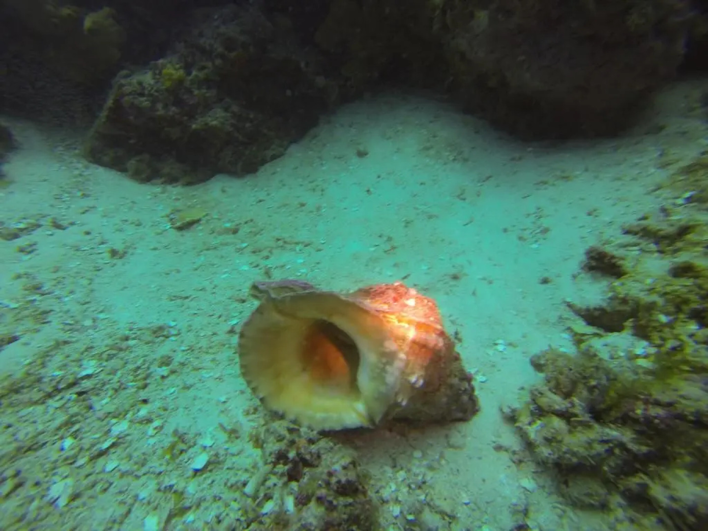 Gecko Nature Lodge & Swahili Divers