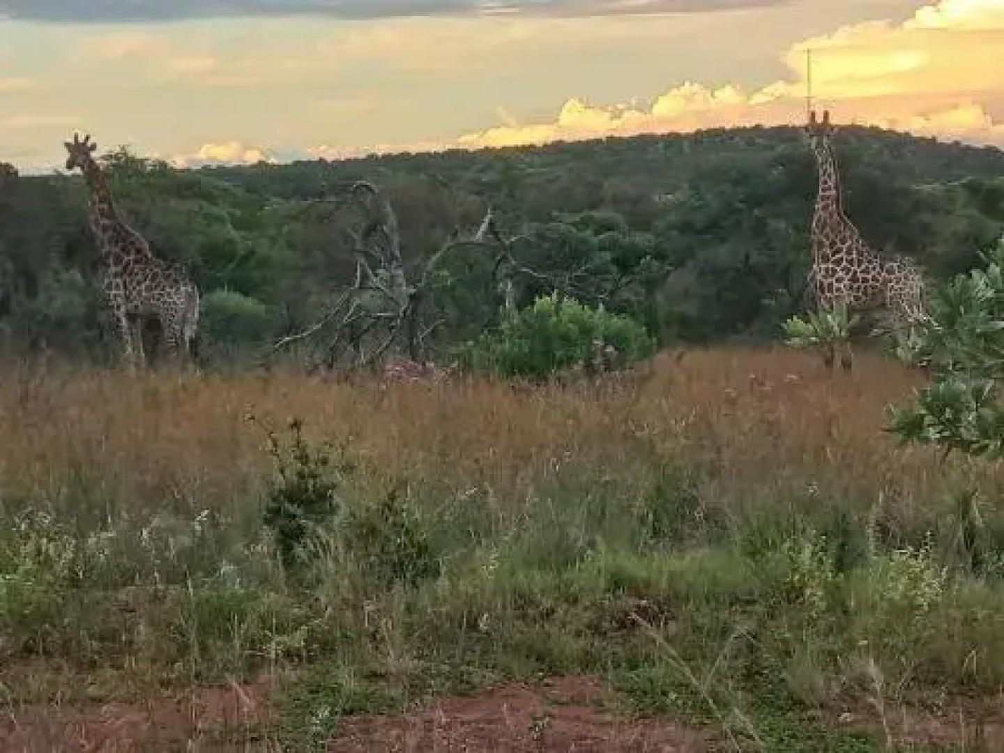 Five Pebbles on Piece of Africa