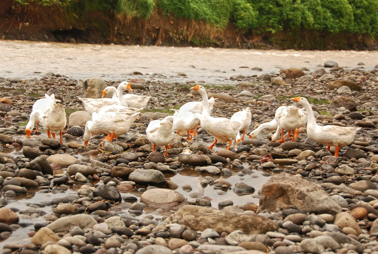 Puri Asri Hotel & Resort