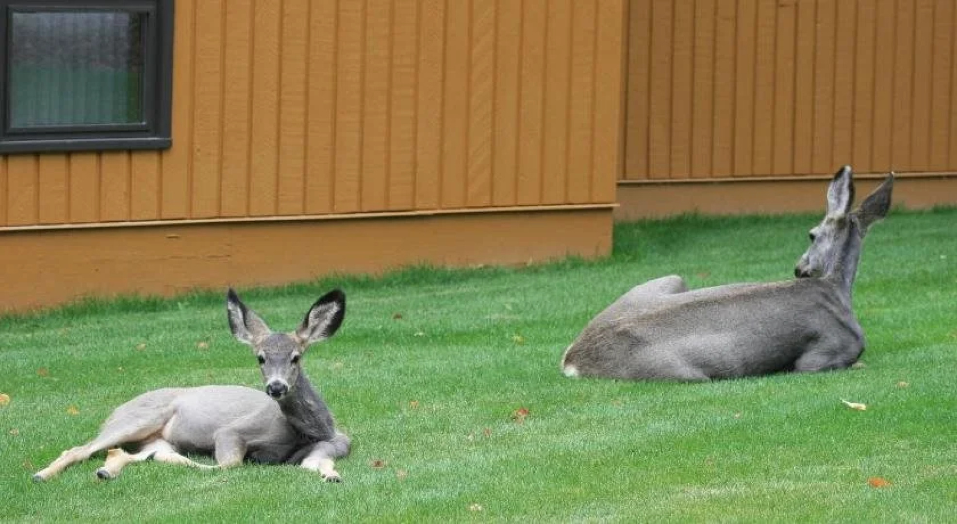 Fairmont Mountainside Vacation Villas