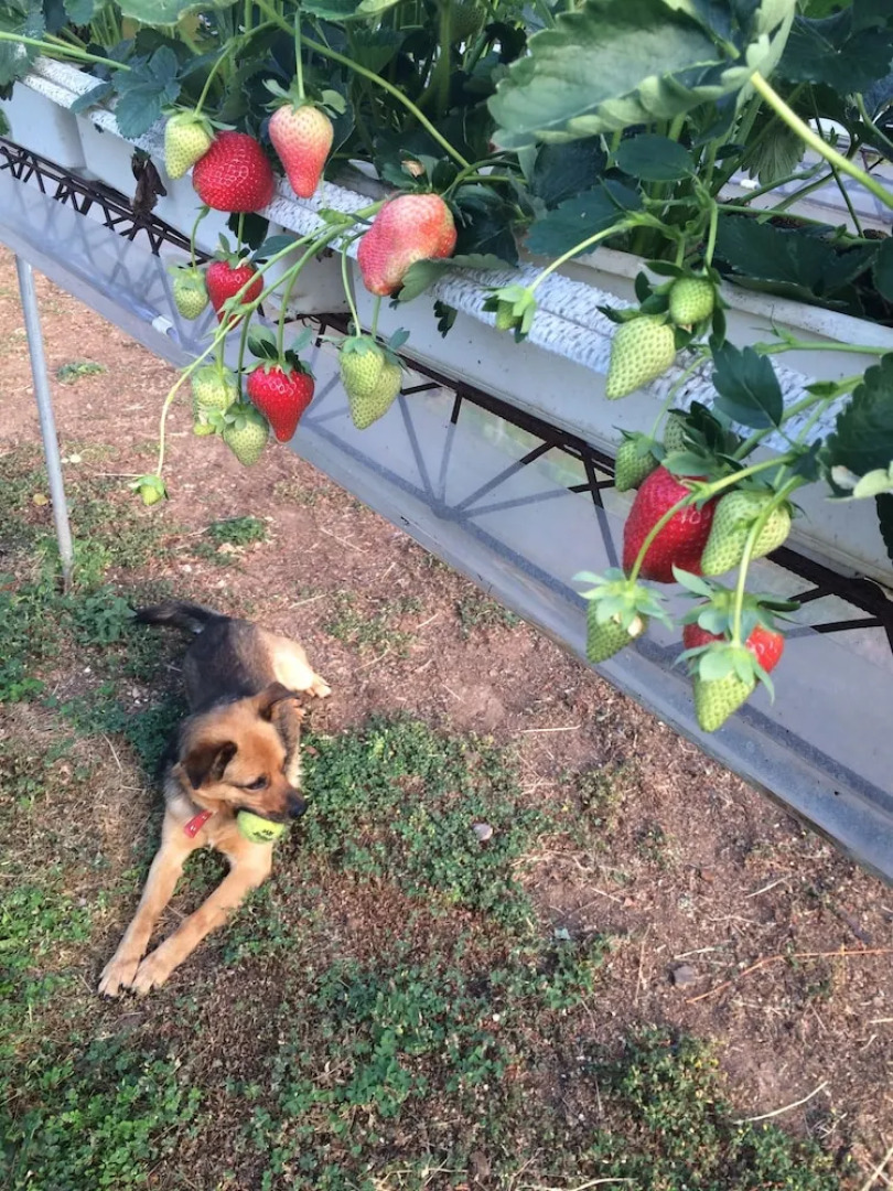 Corte Breda Agriturismo Bed & Breakfast