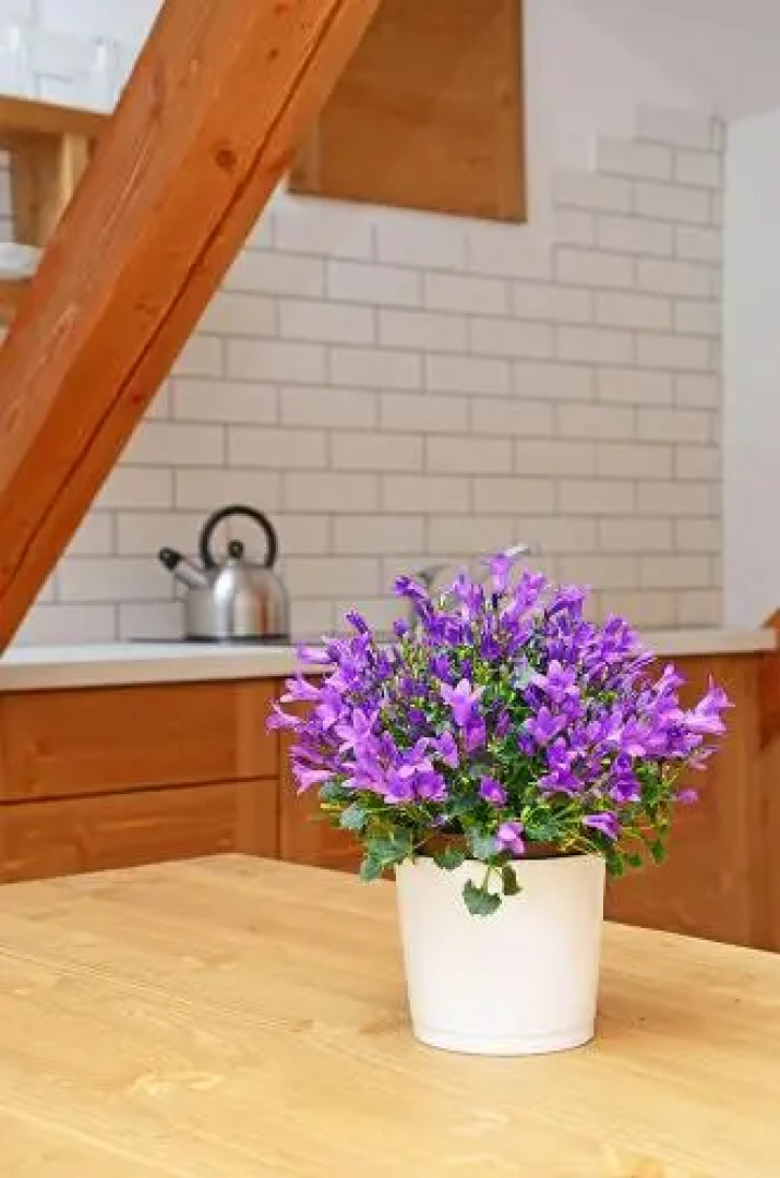 Apartmány Nad Pivovarem