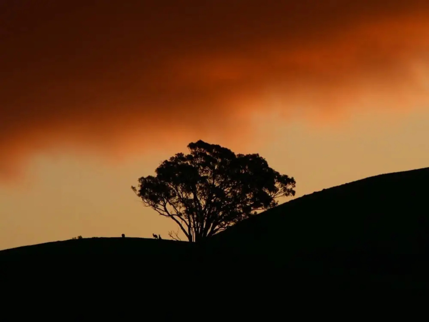 The Chocolate Lily B&B