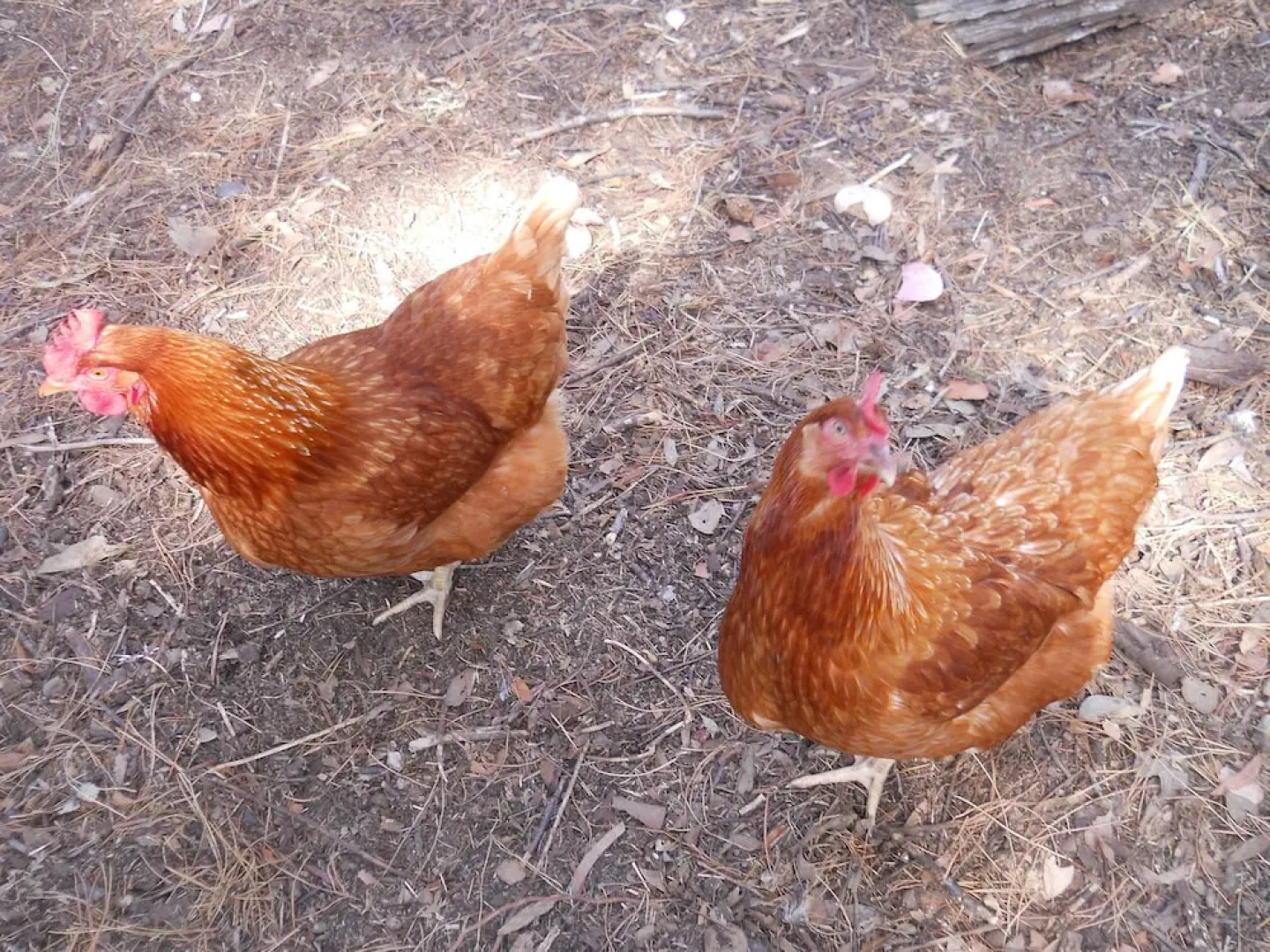 Fernleigh Accommodation