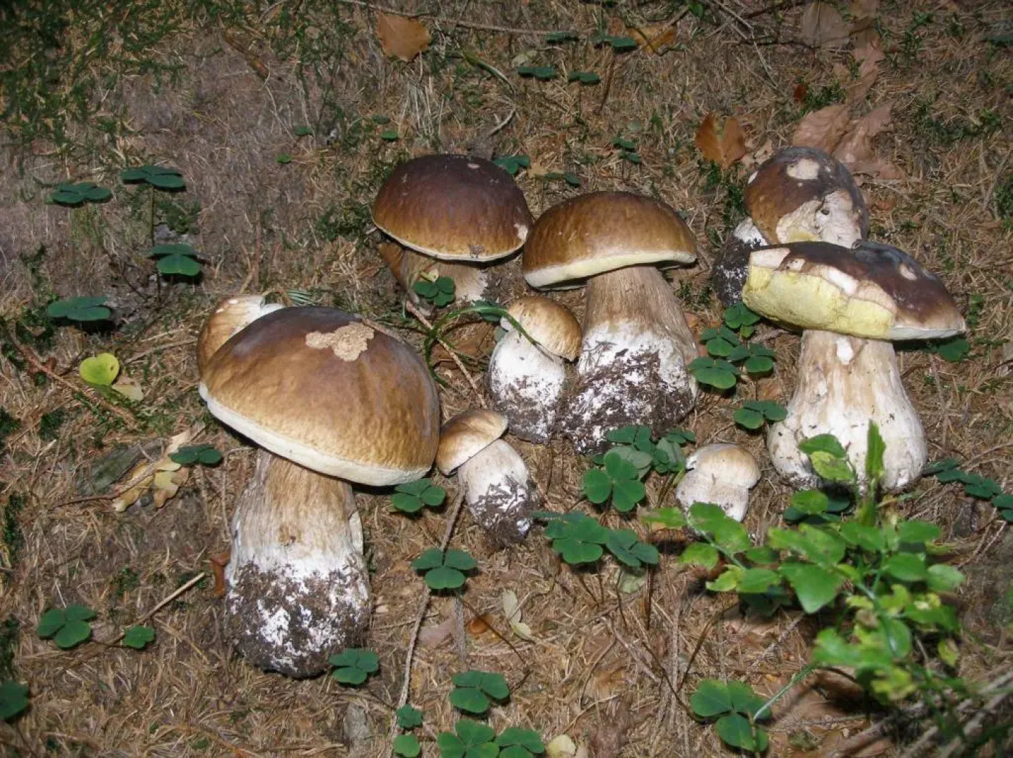 Horská Chata Hříbek