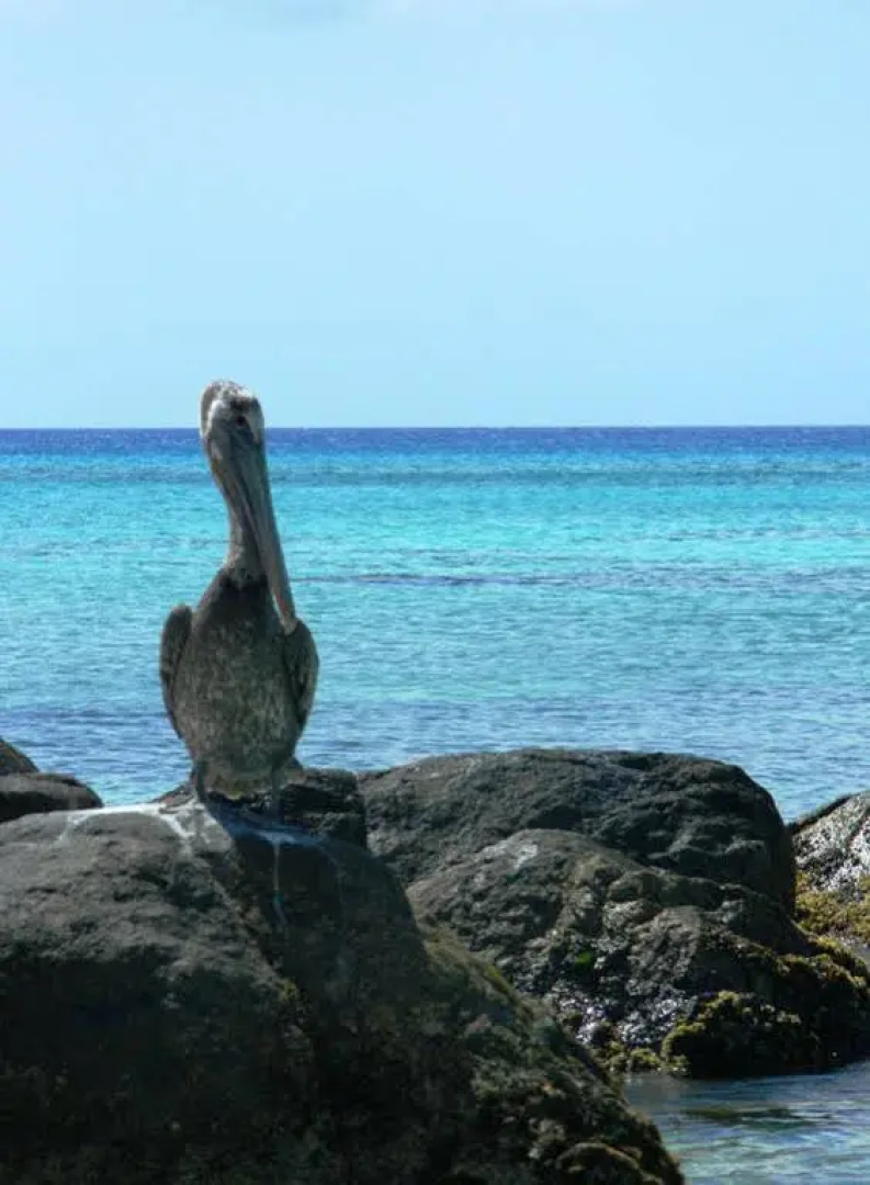 Pirela Realty Aruba Apartments