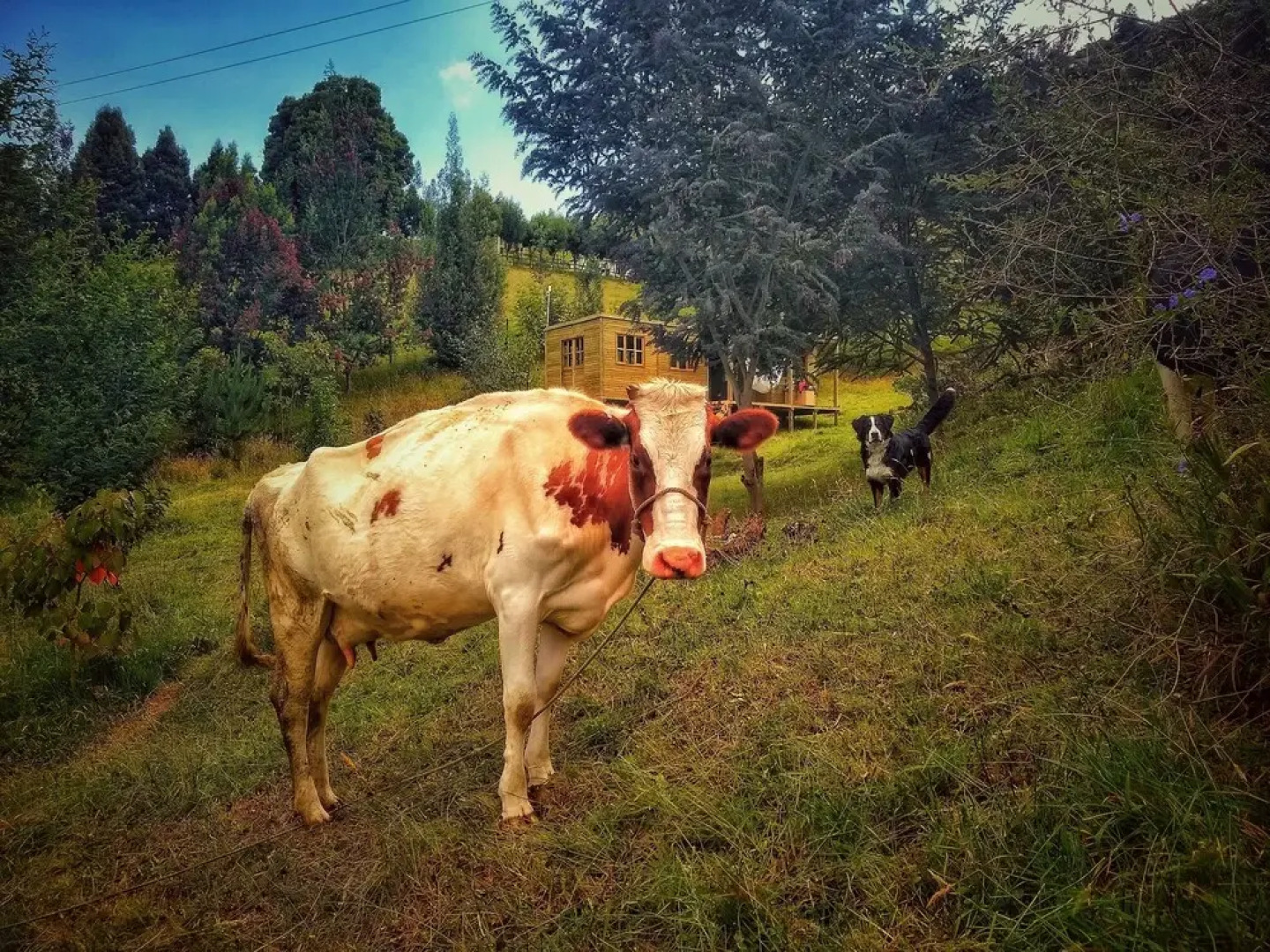 Finca Agrreste Bed & Breakfast