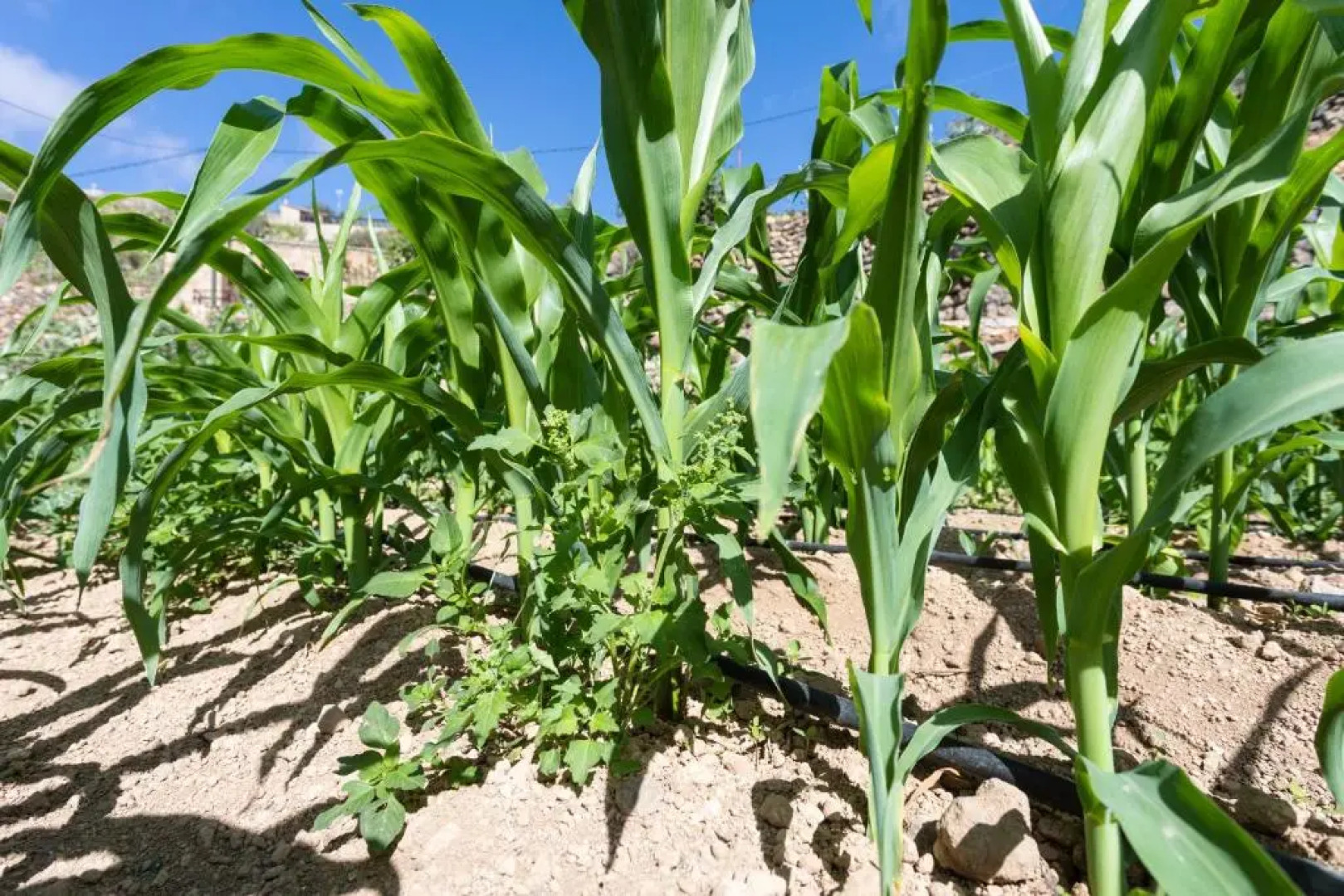 Eco Holidays House Raíces