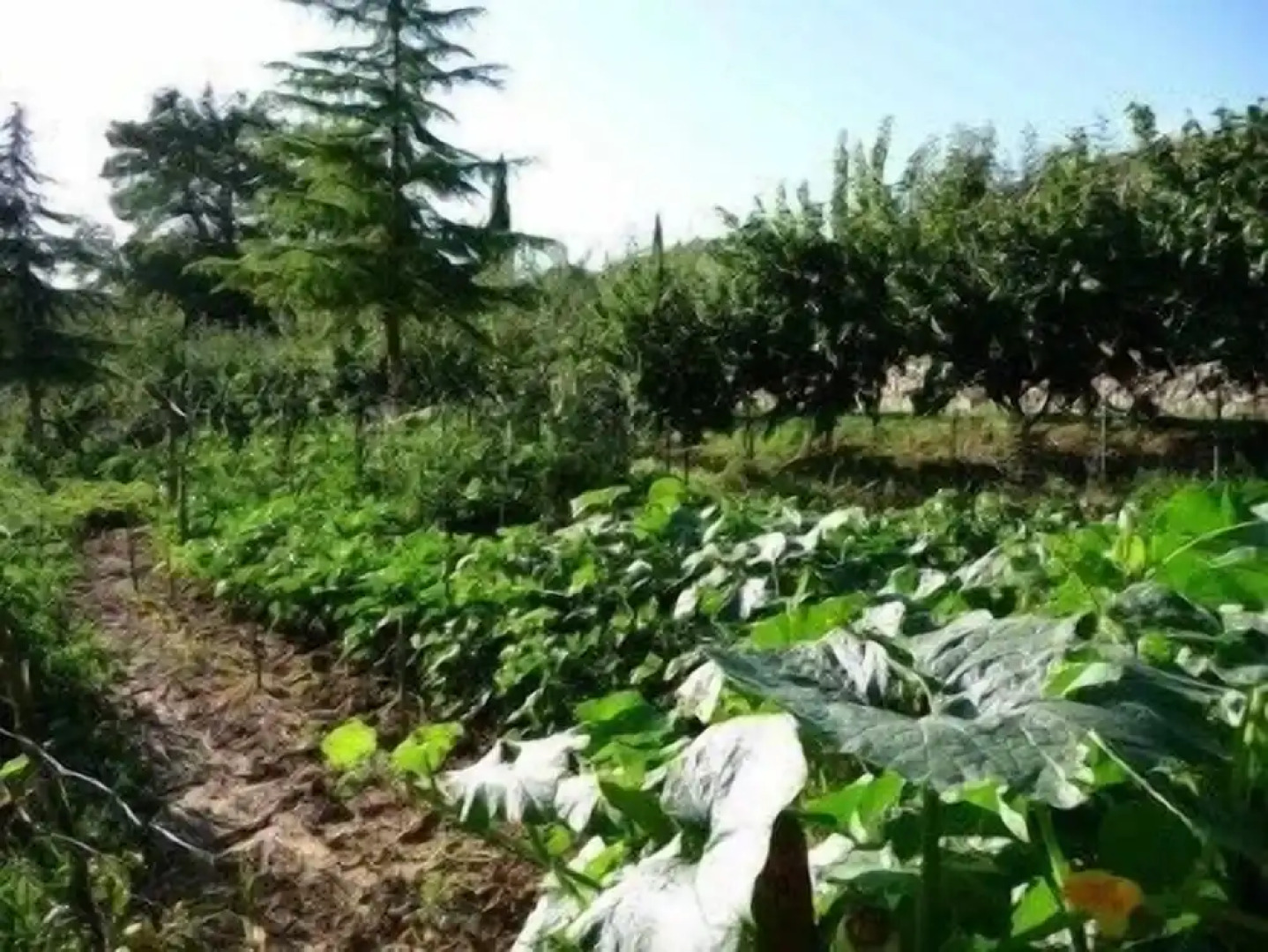 San Bernardino del Lago