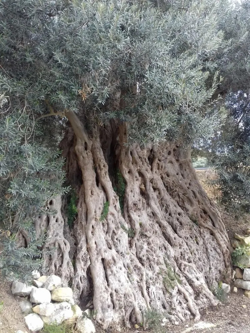 Ronnavona Casa Vacanze B&B