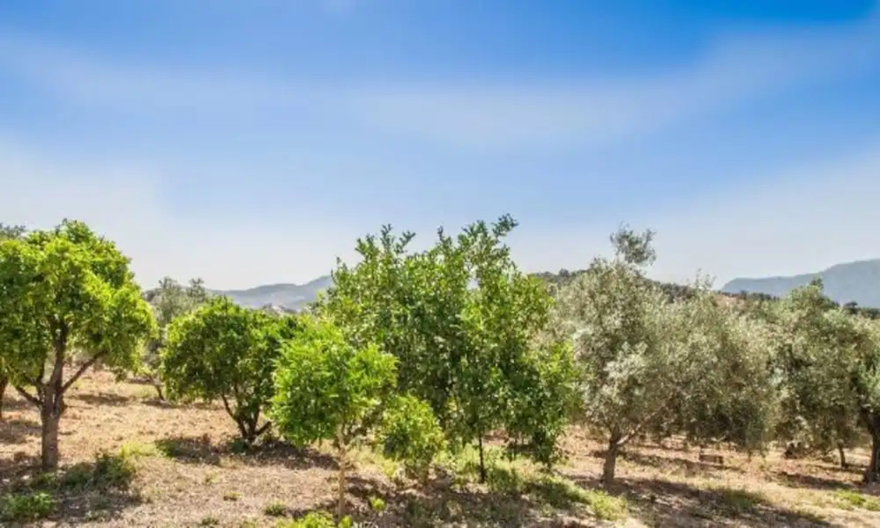 104557 Villa In Algodonales