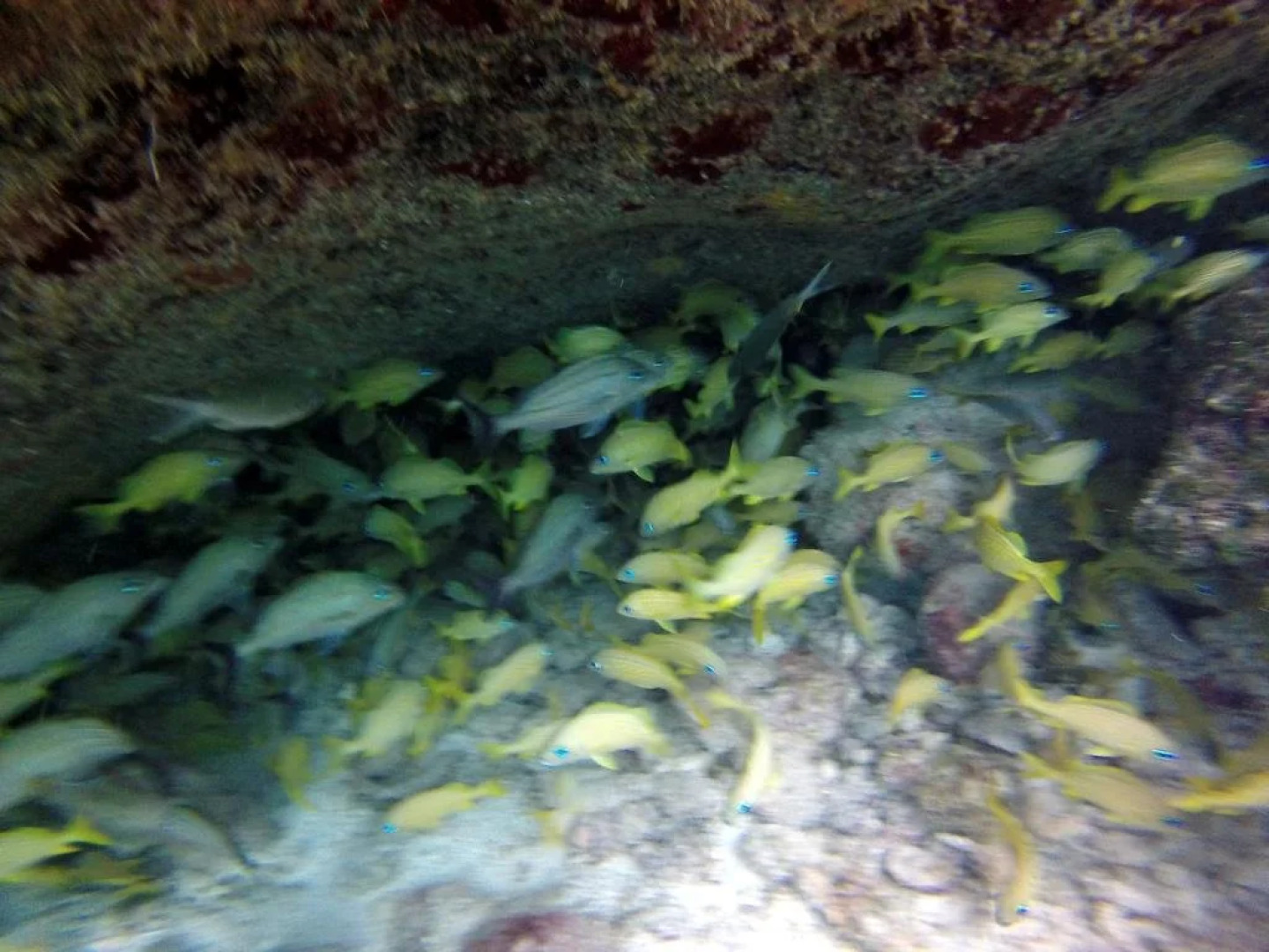 Villas El Encanto Cozumel