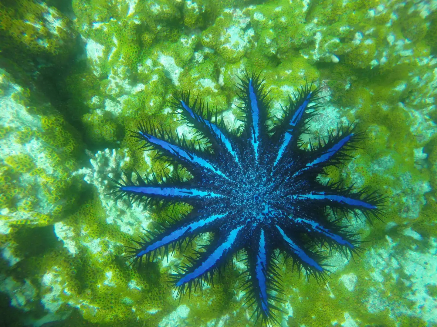 White Sand Lodge at Maafushi