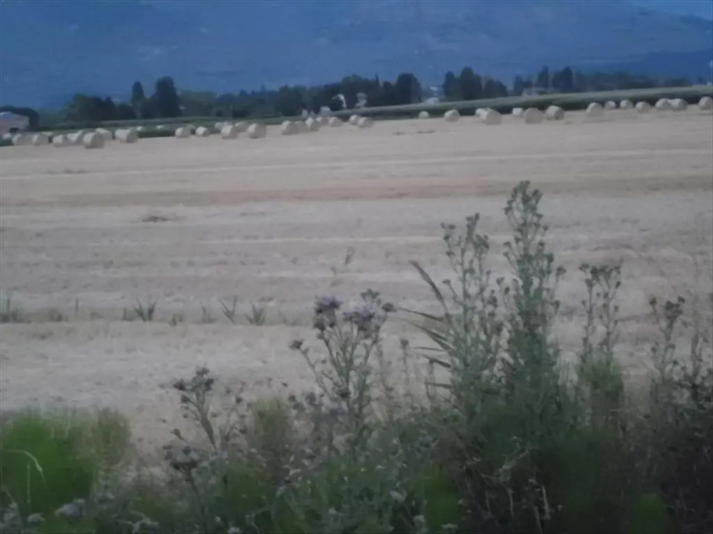 Agriturismo La Selva