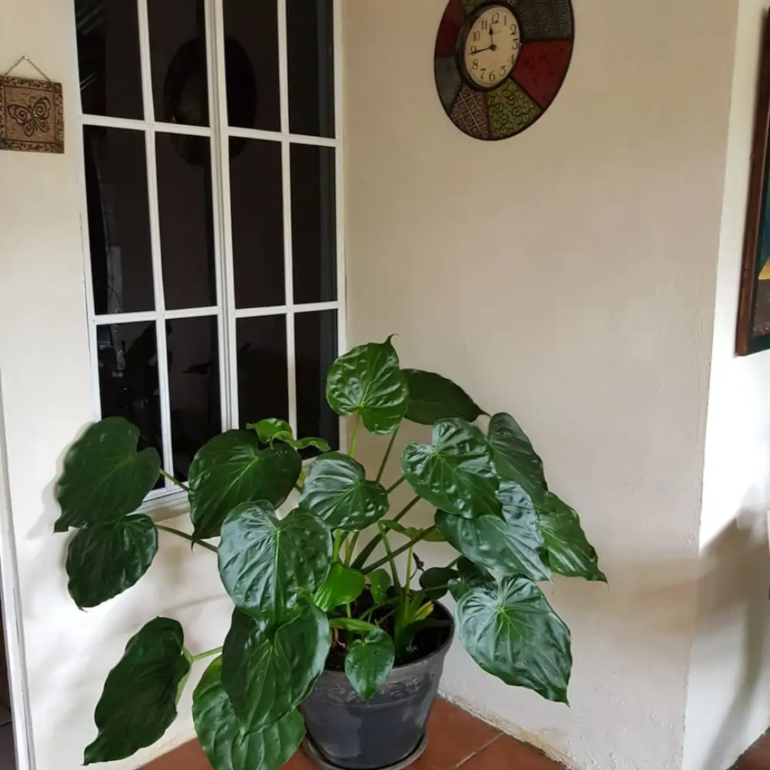 La Posada de Ataco