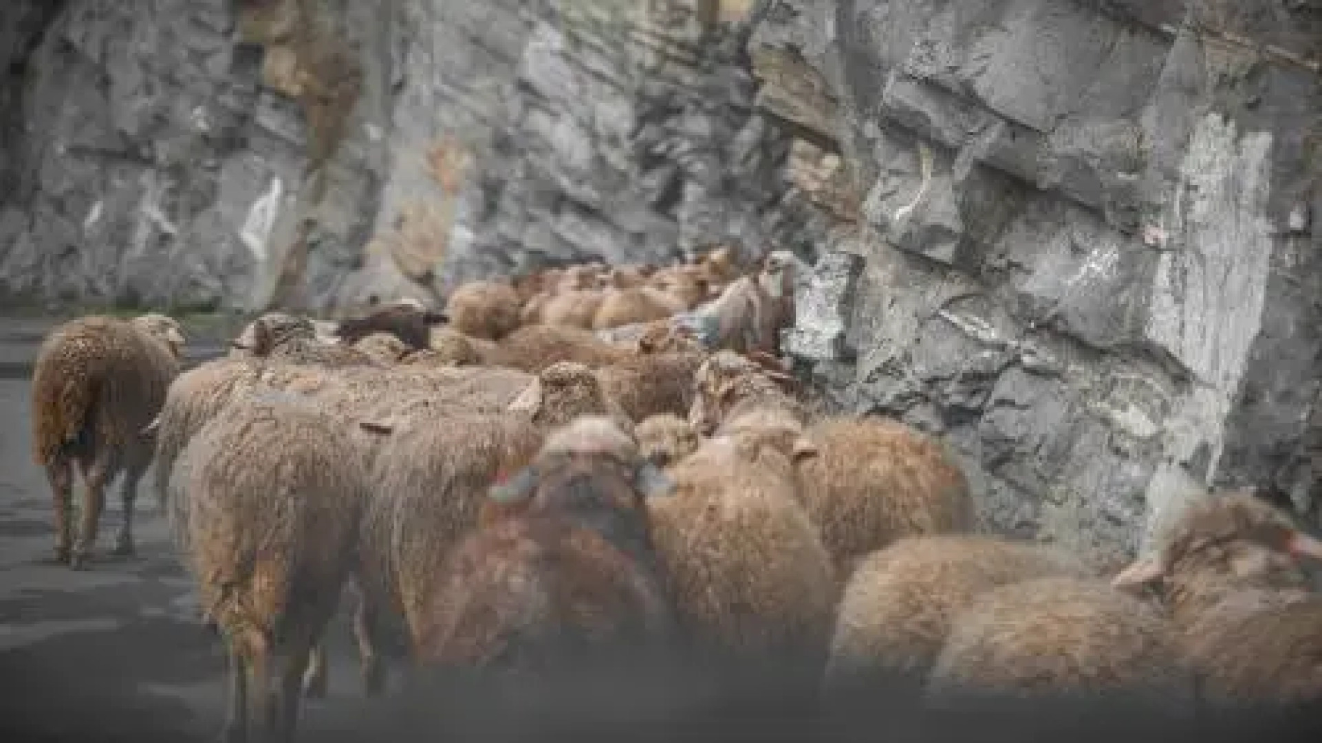 The Monk by Livingstone