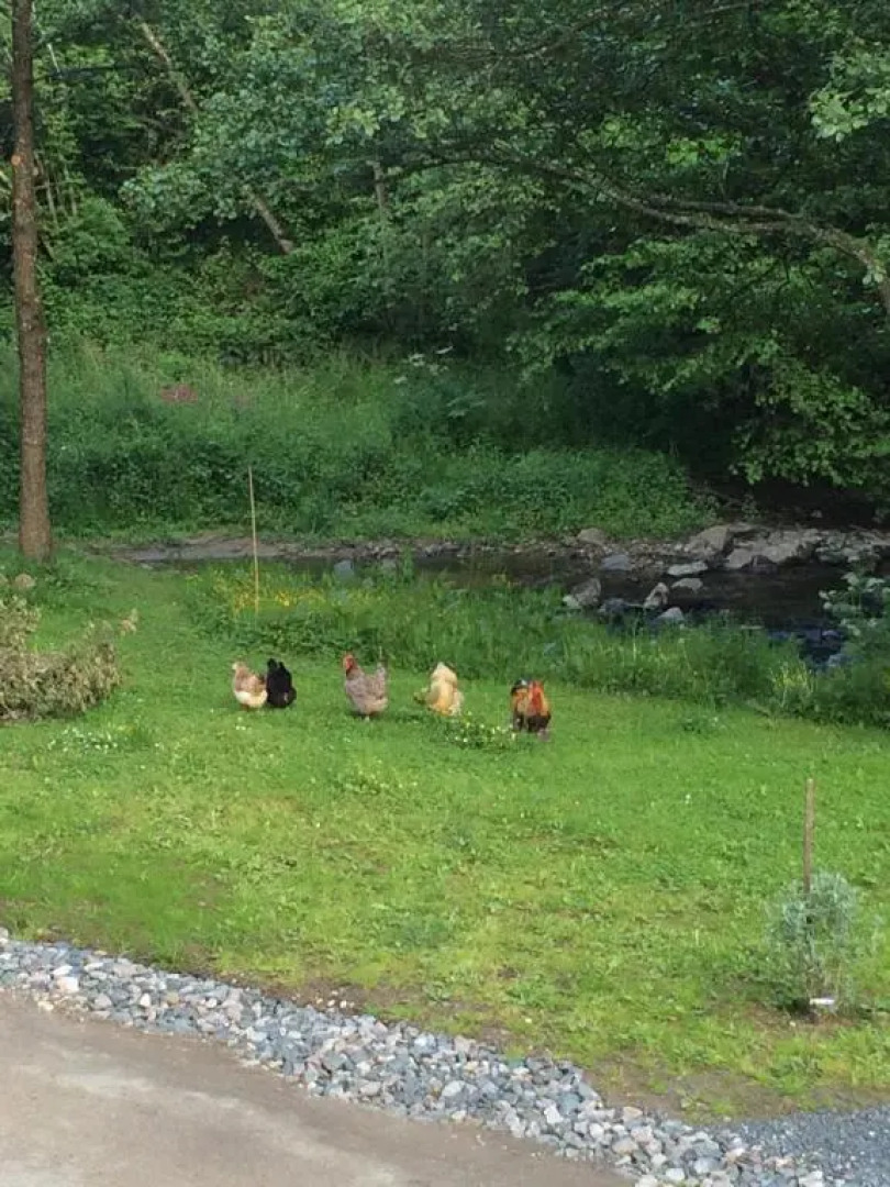 Les Sittelles de Bamboche