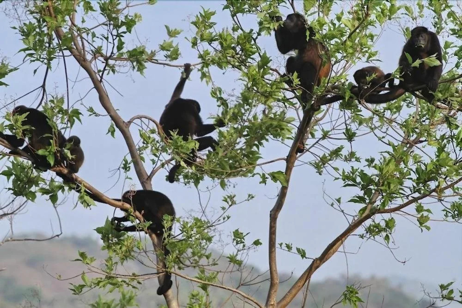 Panama Big Game Club