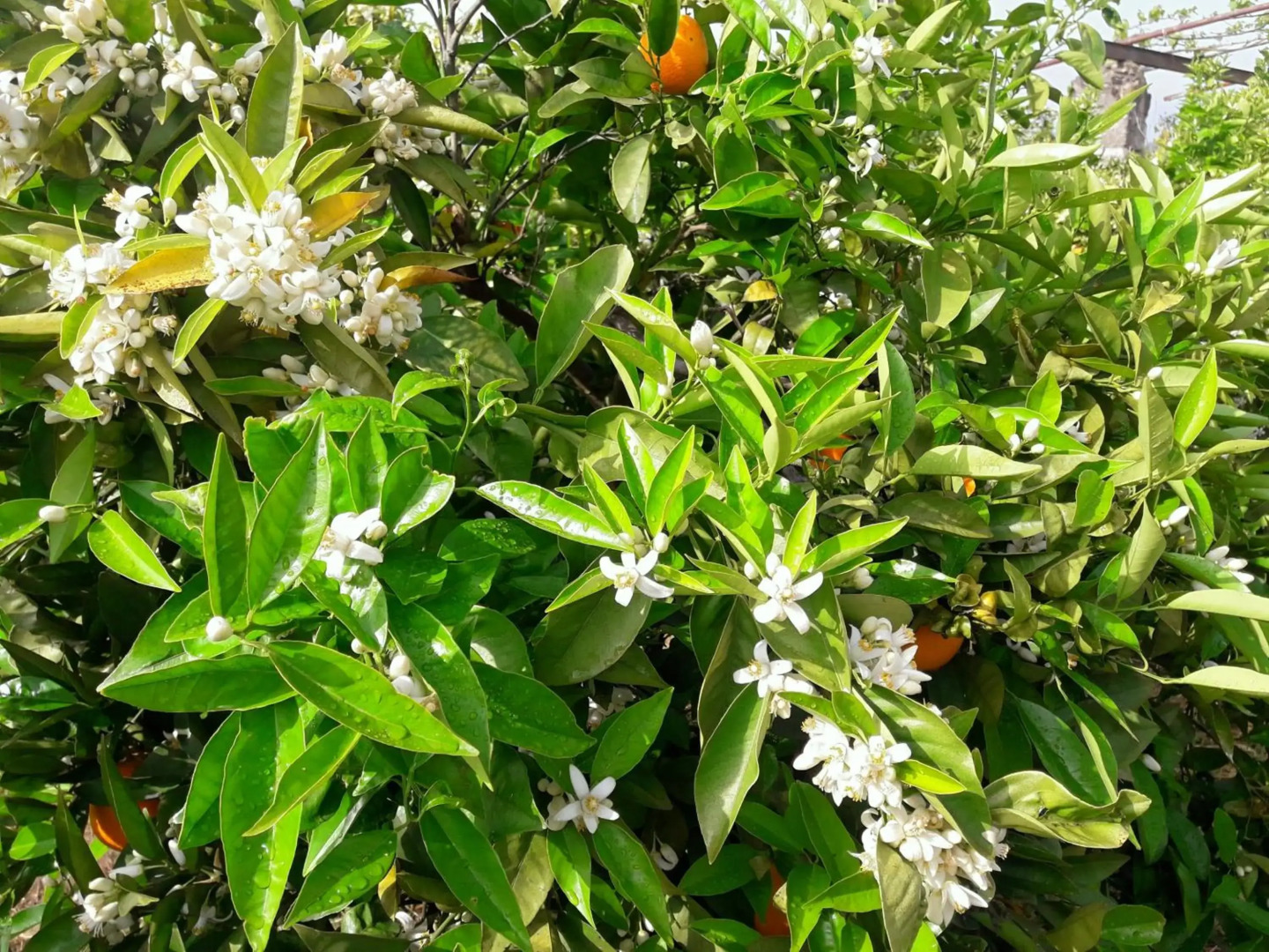 Casa rural la Estrella