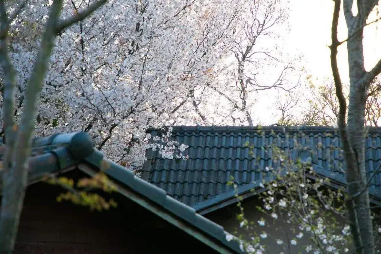 Yufuin Ryokan Ichizen