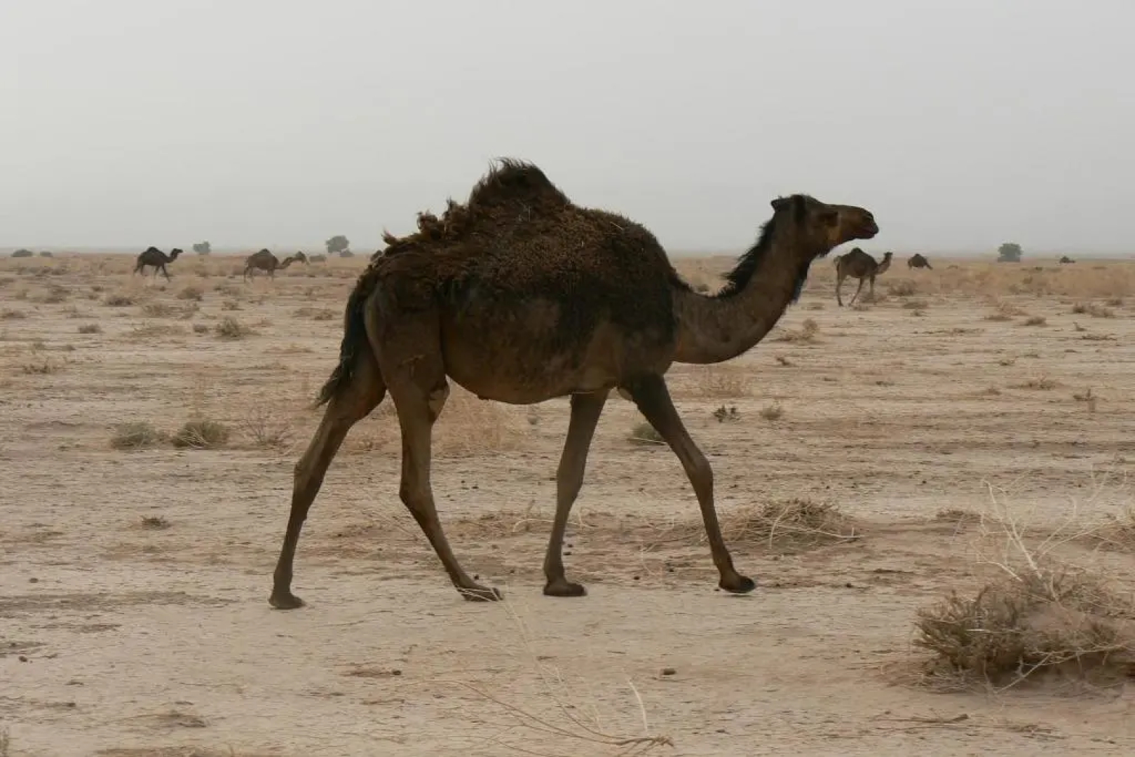 Tigmmi Bahamou
