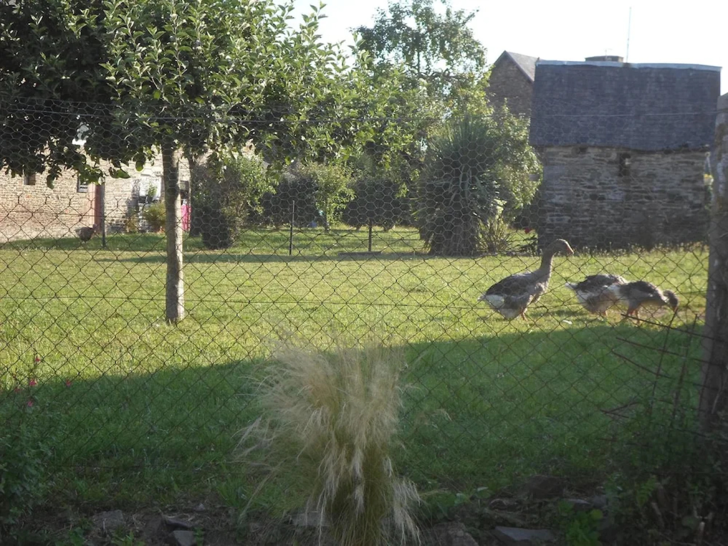 Les Colombes de la Baie du Mont Saint-Michel