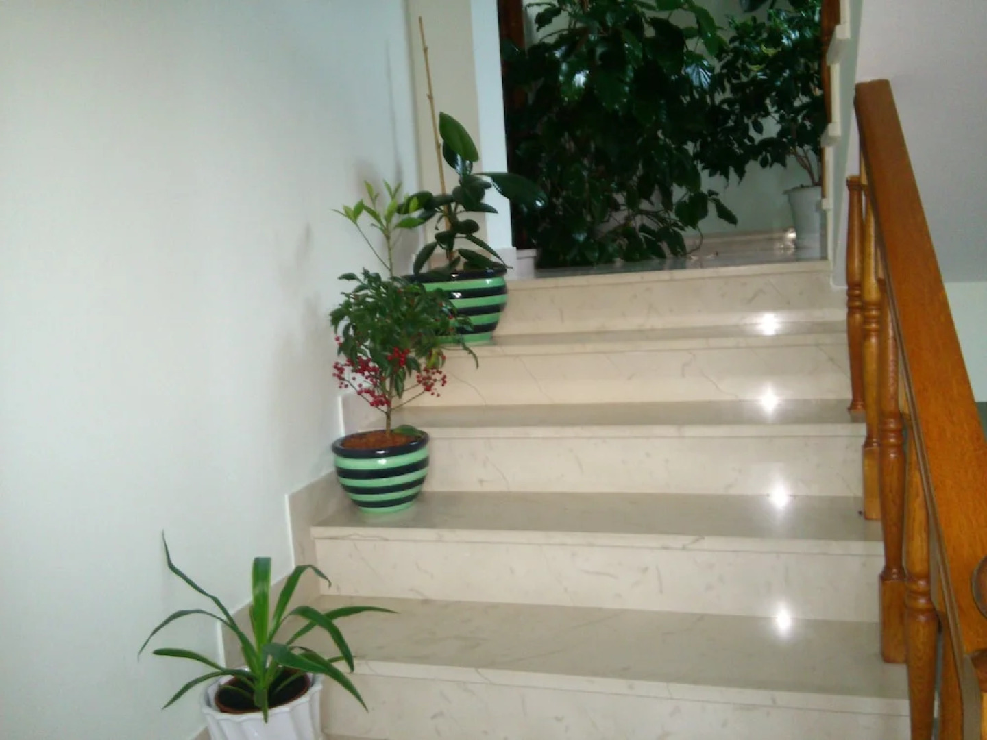 Guesthouse Zeko Rozat