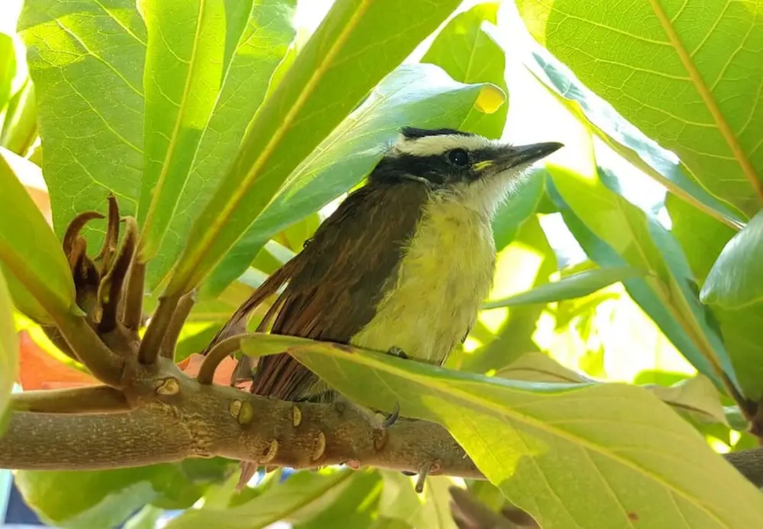 Raíces del Cielo Oasis Holístico