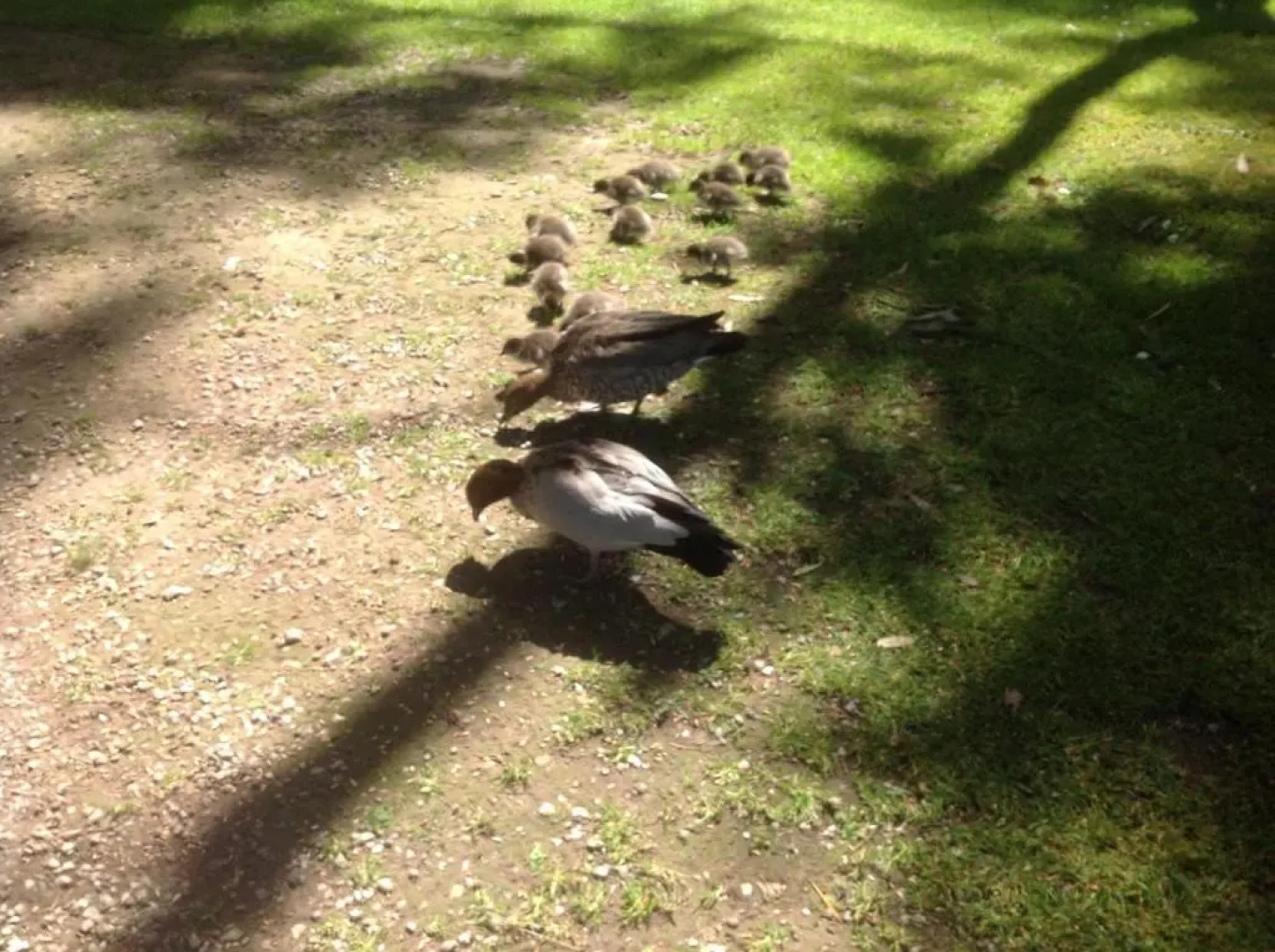 Ballarat cottages incorporating yarrowee cottage and Admirals cottage