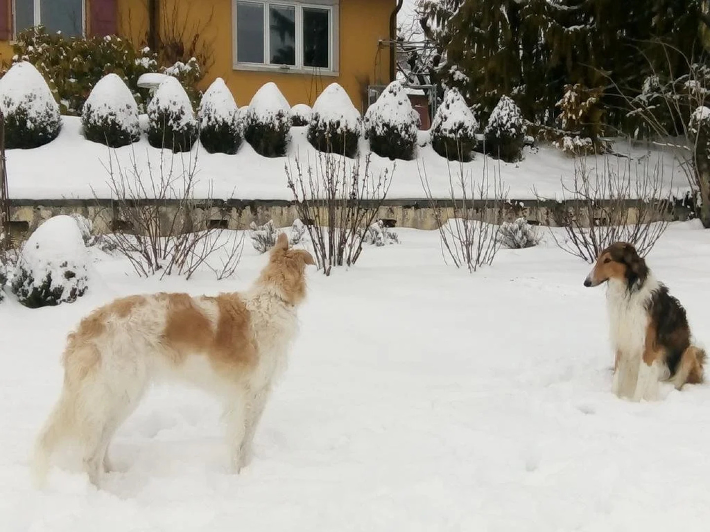 Swiss Borzoi House