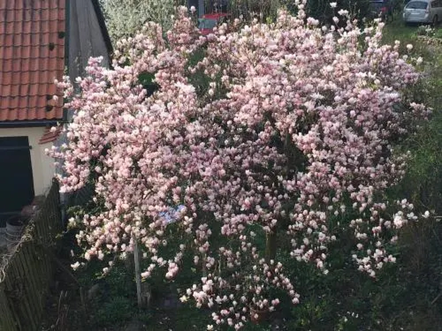 Gast in Hedwigs Haus auf dem Meere