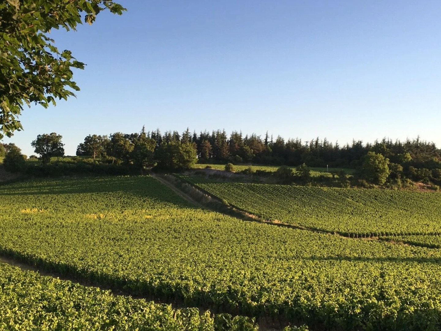 La Maison du Grand Four en Bourgogne, Au coeur de Vignes, Piscine et Sauna