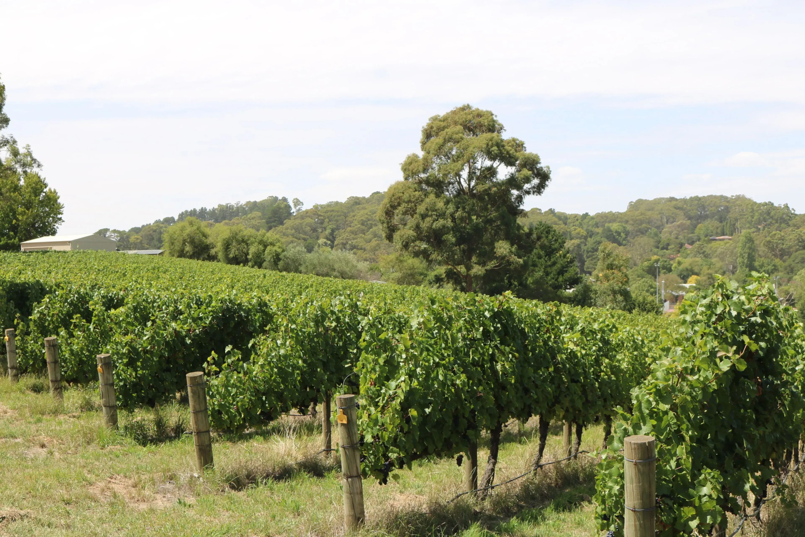 Pavilions at Lenswood