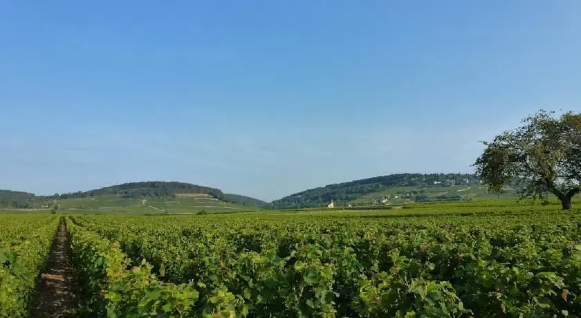 Gîte des Vignes
