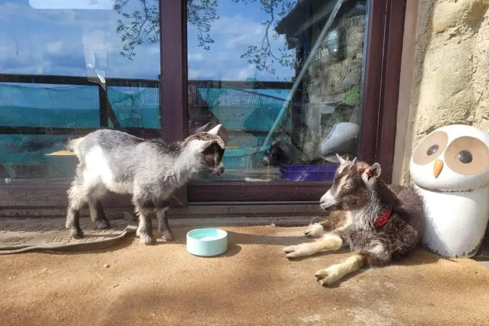 Idlewild Animal Sanctuary Farmhouse Stay - Charity