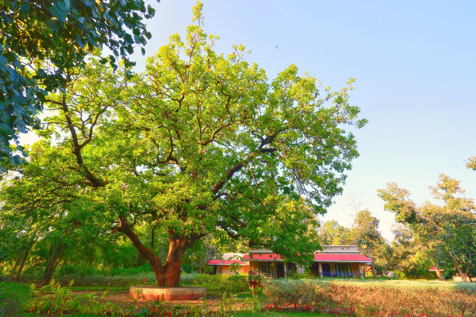 Bundela Bandhavgarh by Octave