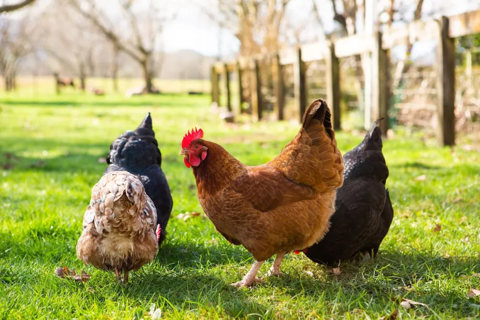 Corbett House Bed & Breakfast