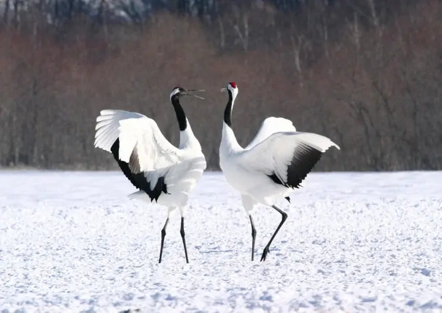 Akan Tanchou no Sato Onsen Saakuru Akai Beret