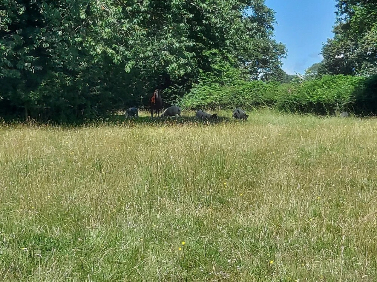 Cilsane Lodges- Teilo With hot tub