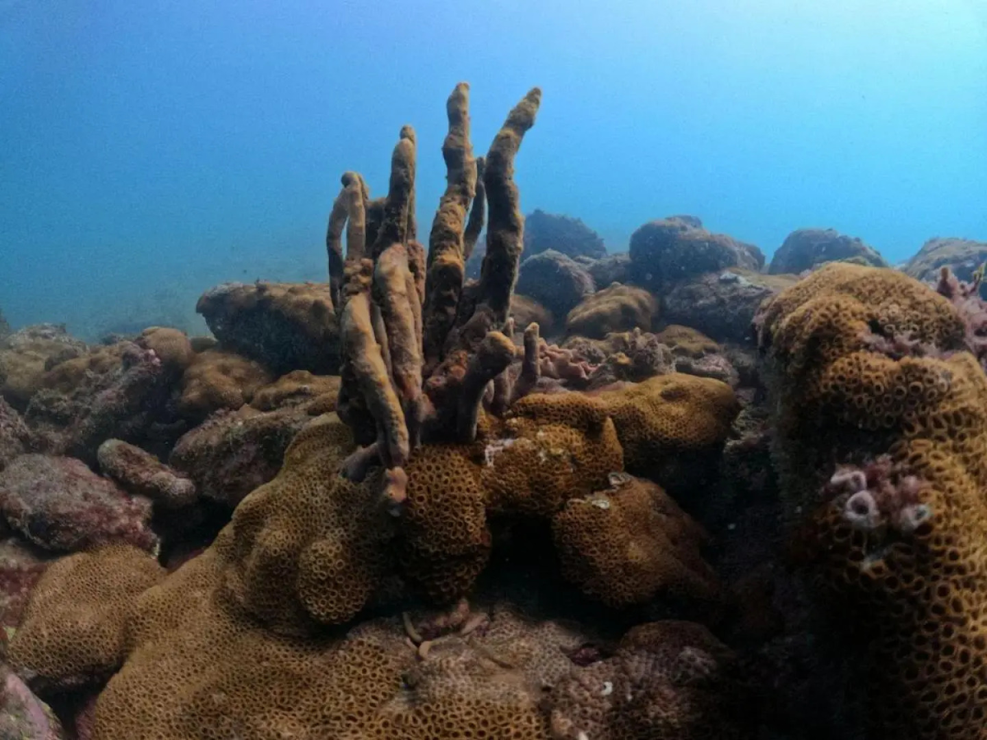 Aquamaster Dive Pousada