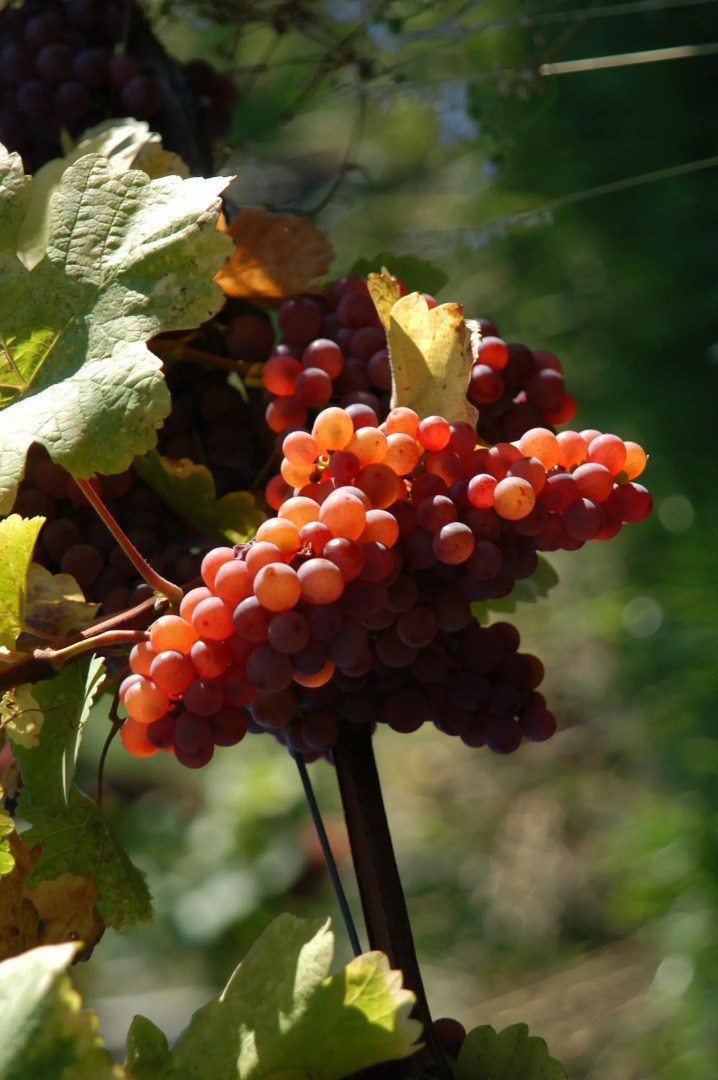 Weingut Primus - Südsteiermark