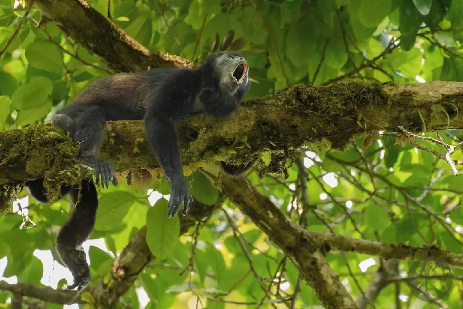 Villa Bruno - Terrace - Jungle - Birdwatching