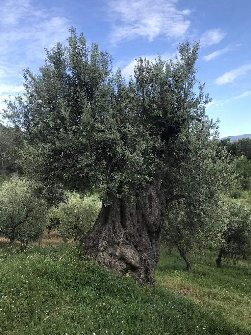 Agriturismo Torre Cocciani