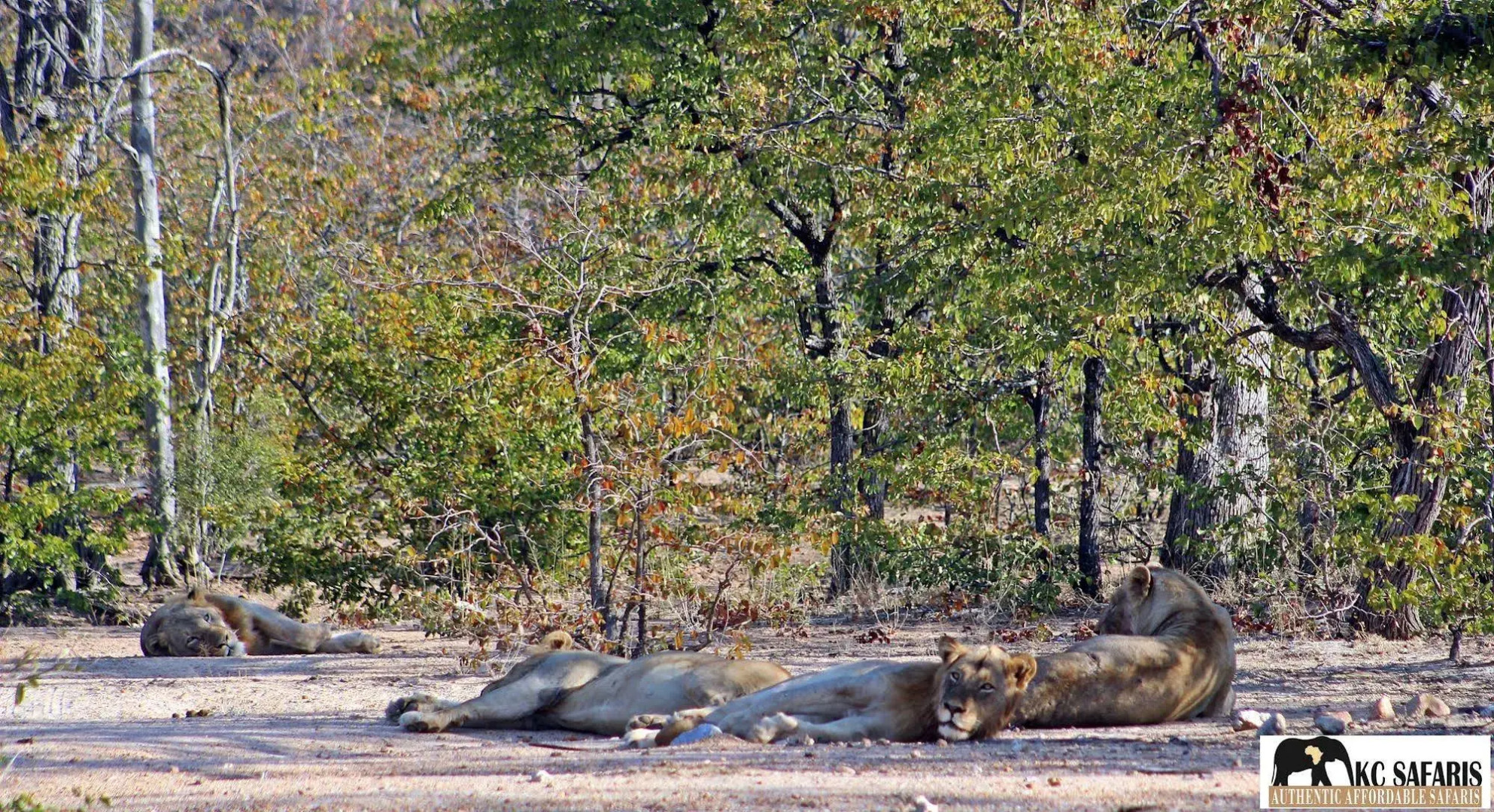 Roamers Rest Safari Lodge